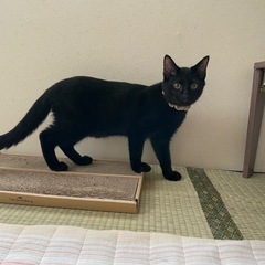 黒猫の子猫(仮名:最中)