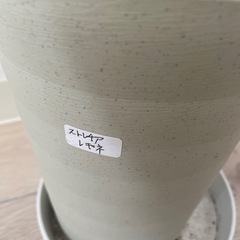 観葉植物の画像