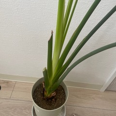 観葉植物の画像