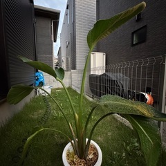 オーガスタ ストレリチアの画像