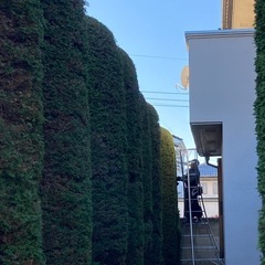 【求人募集】本庄市の植木屋です。未経験者歓迎/経験者即戦力として働けます。縛られて働くのが嫌な方にぴったりです。月収38万円実績ありの画像