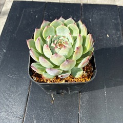 多肉植物　サボテン　の画像