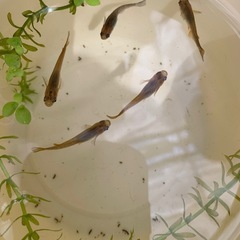 めだか5匹と水草
セットの画像