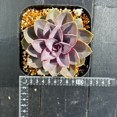 多肉植物　サボテンの画像