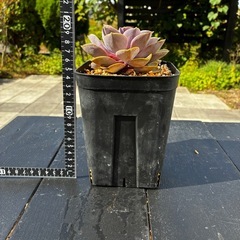 多肉植物　サボテンの画像