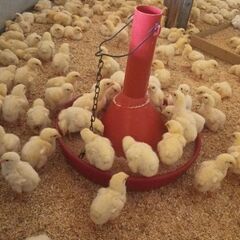 鶏の世話　を手伝ってくれる人　募集！