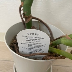 観葉植物
の画像