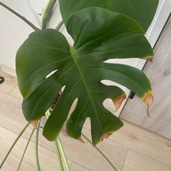 観葉植物
の画像