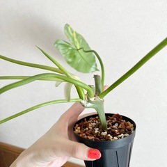 フィロデンドロン バールマルクス バリエガータ③の画像