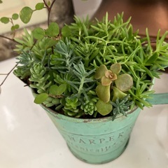 アンティーク缶付きワイヤープランツ、シダ，セダム寄せ植え２個セットの画像