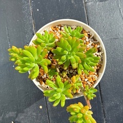 多肉植物　サボテンの画像