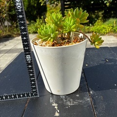 多肉植物　サボテンの画像