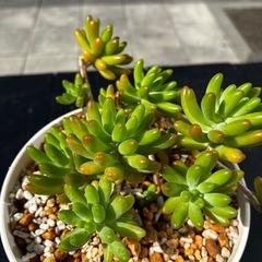 多肉植物　サボテンの画像