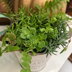 アンティーク缶付きワイヤープランツ、シダ，セダム寄せ植え２個セットの画像