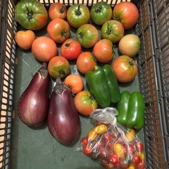朝一収穫した傷物🍅と🍆と🫑とミニトマト
