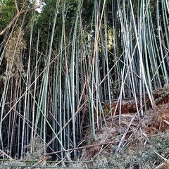 東信地域、北信地域で竹を
頂けませんか？の画像