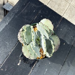 多肉植物　サボテンの画像