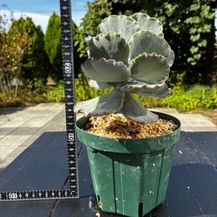 多肉植物　サボテンの画像