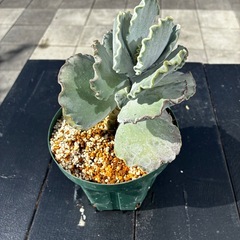 多肉植物　サボテンの画像