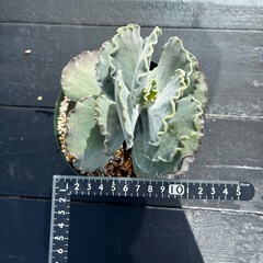 多肉植物　サボテンの画像