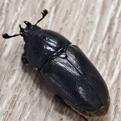 インスラリスキンイロクワガタ ペアの画像