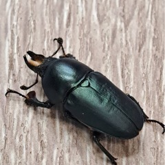 インスラリスキンイロクワガタ ペアの画像