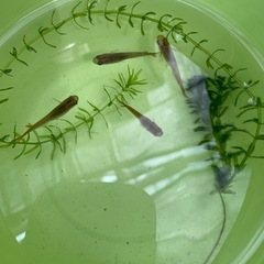 めだか4匹と水草セットの画像