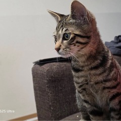 6ヶ月子猫