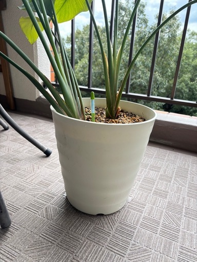 観葉植物　ストレチオーガスタ　インテリアグリーン