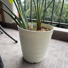 観葉植物　ストレチオーガスタ　インテリアグリーンの画像