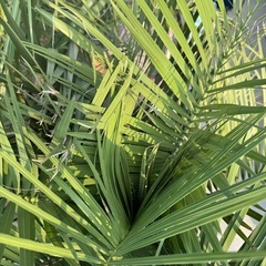 ココスヤシ 鉢うえ植えの画像