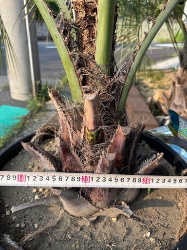 ココスヤシ 鉢植え