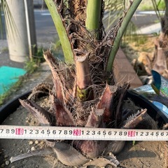 ココスヤシ 鉢うえ植えの画像