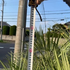 ココスヤシ 鉢うえ植えの画像