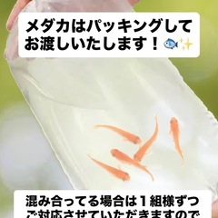本日（28日）です！メダカ販売＆ダブルプレゼント企画同時開催！の画像