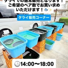 本日（28日）です！メダカ販売＆ダブルプレゼント企画同時開催！の画像