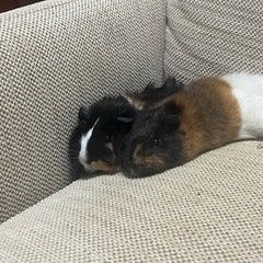 モルモット　メス二匹