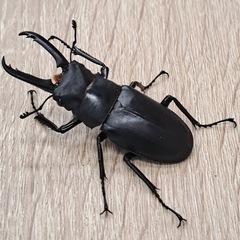 ギラファノコギリクワガタ ペアの画像