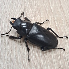 ギラファノコギリクワガタ ペアの画像