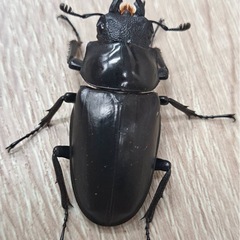 ギラファノコギリクワガタ ペアの画像