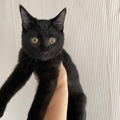 黒猫の子猫(仮名:あんこ)
