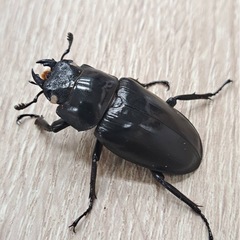 ホワイトアイ ケイスケギラファノコギリクワガタ ペアの画像