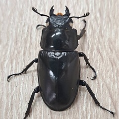 ホワイトアイ ケイスケギラファノコギリクワガタ ペアの画像