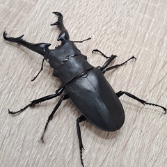 ホワイトアイ ケイスケギラファノコギリクワガタ ペアの画像