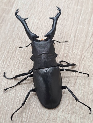 ホワイトアイ ケイスケギラファノコギリクワガタ ペア