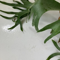 コウモリラン ビカクシダ ネザーランドの画像