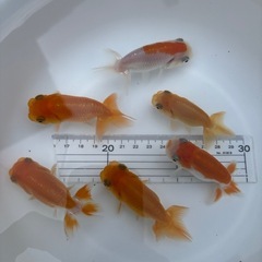 金魚 ★らんちゅう 当歳★ ☆6匹セット☆ 500円の画像