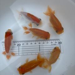 金魚 ★らんちゅう 当歳★ ☆6匹セット☆ 500円の画像