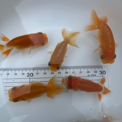 金魚 ★らんちゅう 当歳★ ☆6匹セット☆ 500円の画像