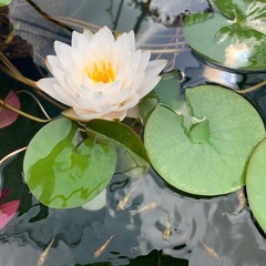 🌸睡蓮（マニーサイアム） 1ポットの画像